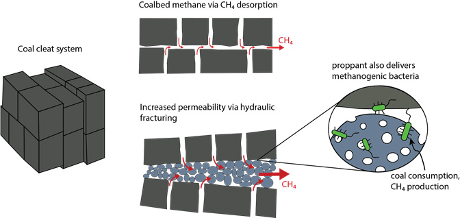 Proppants hold open fractured coal seams as microbes produce methane