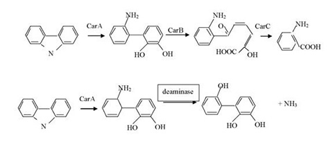 Carbazole degradation pathways. The top pathway illustrates the existing carbazole degradation pathway that results in overall degradation, whereas the bottom pathway illustrates the potential pathway for the selective removal of nitrogen from carbazole that was a goal in this project.