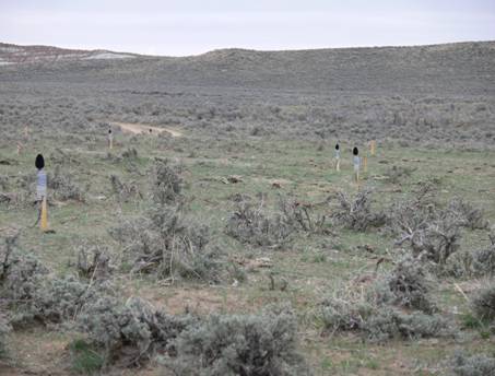 Sage-grouse lek wired for sound monitoring.
