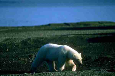 A polar bear roams the slow-growing vegetation on the tundra.