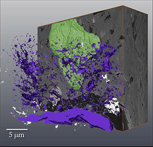 3D reconstruction of monazite (green) in Flint Clay Roof Rock with associated organics (purple) and pore space (white).