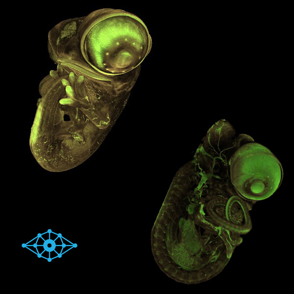 Two views of a veiled chameleon embryo taken from the SyGlass software.