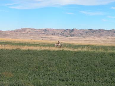 Deer in the Powder River Basin, locale of extensive oil, gas, and CBNG development and related produced-water concerns.