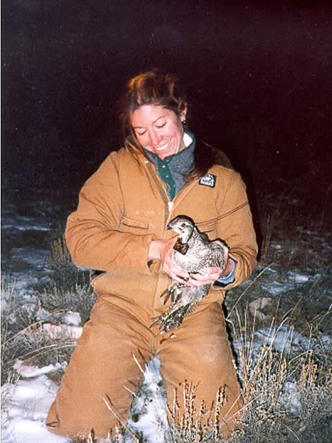 Sage grouse captured for tagging and monitoring.