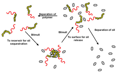 Outline of how multimeric micelles will entrap and release oil.