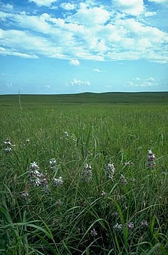 Oklahoma's Tall Grass Prairie Preserve was selected to serve as the site for a National Laboratory study designed to provide data for Petroleum Environmental Research Forum projects relating to the development of ecological risk evaluation.