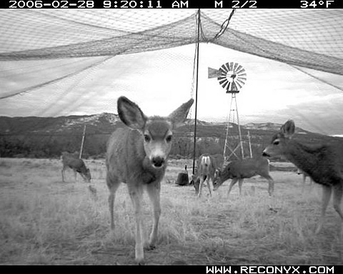 Mule deer under capture net just prior to net being sprung.