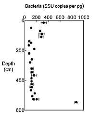 Results of quantitative PCR analysis - genes from bacteria and archaea from a Arctic sediment core (PC13).  The abundance of these genes is roughly the same as the abundance of the organisms.