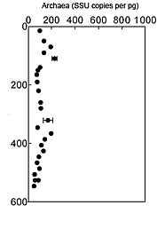Results of quantitative PCR analysis - genes from bacteria and archaea from a Arctic sediment core (PC13).  The abundance of these genes is roughly the same as the abundance of the organisms.