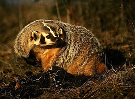 The American badger is sensitive to habitat disturbance both in its home range and in the effect disturbances have on its prey species.