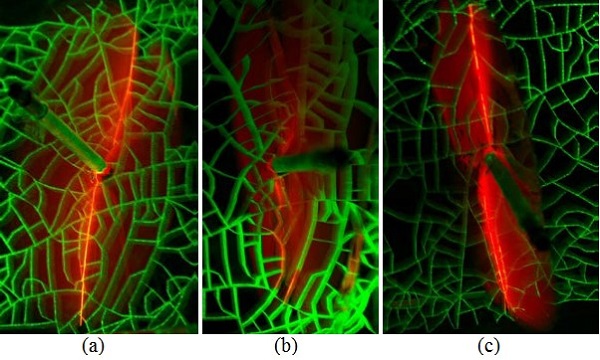 Figure 2: Hydraulic fractures (red) produced in analogue samples with preexisting fracture networks (green): (a) Fracturing of the “standard” height reservoir model resulted in fracture propagation within the intact matrix with preexisting fractures activated when encountered at a shallow angle; (b) Fracturing of the “tall” reservoir model resulted in fracture propagation that primarily followed the preexisting fracture network; and (c) Fracturing of the “standard” reservoir model at high injection rate or with low viscosity fluid resulted in induced hydraulic fractures that were not affected by the preexisting fracture network.