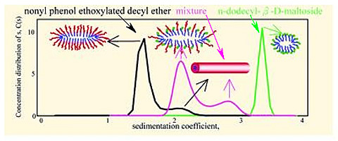 Sedimentation coefficient of dilute mixed solution of n-dodecyl-b-D-maltoside (DM) and nonyl phenol ethoxylated decyl ether (NP-10) by analytical ultracentrifugation (AUC): Coexistence of mixed micelle species.