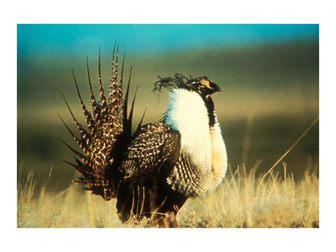 Sage grouse strutting on lek during the breeding season, Pinedale Anticline, Sublette County, WY.