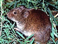 The prairie vole is the most common and best indicator of the rodent population on the Tallgrass Prairie Preserve.