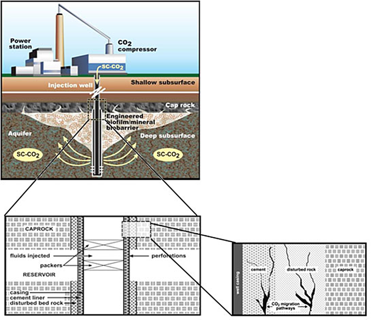 Schematic of engineered biofilm barrier. The biofilm serves as a means to provide long-term sealing of preferential CO2 leakage pathways in confining zone and surrounding injection wells. Montana State University project DE-FE0004478.