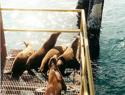 Cleaner water in Santa Barbara Channel attracts seals to Holly Platform.