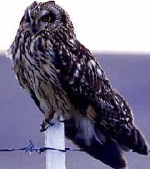 The short-horned owl is the top of the LLNL trophic model, which moves from vegetation to prairie vole to owl.