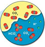 Diagram depicting the CO2 interacting with the brine water, leading to solubility trapping. At the CO2/brine water interface, some of the CO2 molecules dissolve into the brine water within the rock’s pore space. Some of that dissolved CO2 then combines with available hydrogen atoms to form HCO3-.