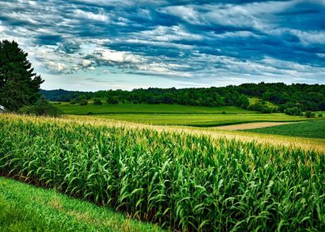 A landscape photo of a corn field with a cloudy blue sky
