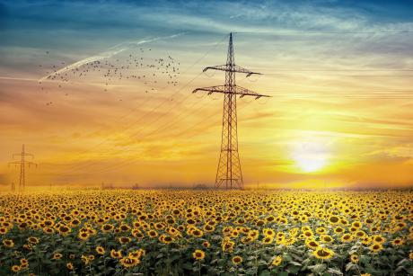 Sunset falls on an electric pylon, surrounded by sunflowers in a field